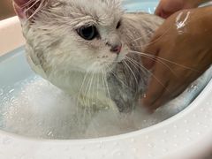 -PETKIT小佩宠物·低压洗护(国顺东路店)