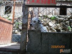 山吧家的斑点狗^_^-北京水岸山吧度假村(雁栖镇店)