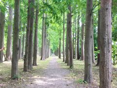 -上海长兴岛郊野公园