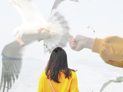 -长岛万鸟岛