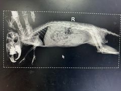 -瑞派·关忠动物医院·异宠专科·犬猫肿瘤·皮肤专科(望京店)