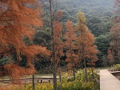 -广州市石门国家森林公园