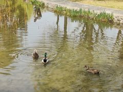 -洛阳市隋唐城遗址植物园