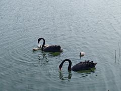 -西山漾湿地公园