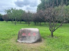 -上海共青森林公园