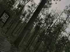 -合肥滨湖国家森林公园