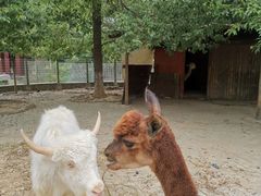 -武汉紫薇都市田园