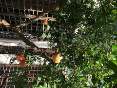和顺小镇(万柳店)-雲顺·花菇朵·野生菌锅·云南美食(万柳店)