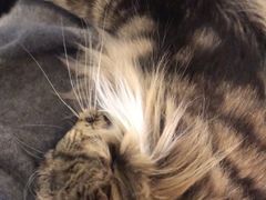-猫小院猫主题餐厅(三里屯店)