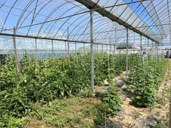 -庞各庄翠芳园西瓜蔬菜基地采摘园