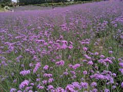 -紫颐香薰山谷景区