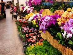 -双季花艺园艺市场(浦东店)