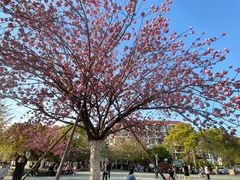 -高东镇樱花园