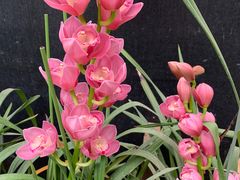 -呀路古热带植物园