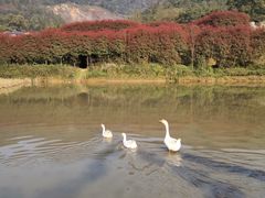 -丰盛镇响水水库