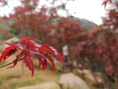 -广州市帽峰山景区