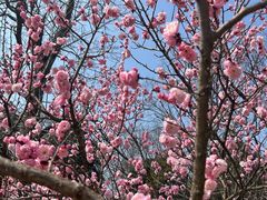 -梅花山(明孝陵内)