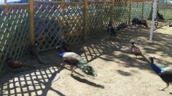 孔雀-萌宠亲子动物乐园(槐房万达店)