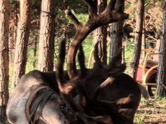 -北极村旅游风景区