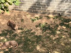 -西霞口神雕山野生动物世界