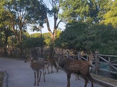 -不觉晓CAMPING(上海迪士尼营地店)