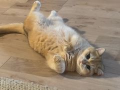 -宠颐生宠物医院·心肾内科·猫专科诊疗中心宠巢店