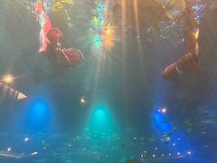 -海棠湾洲际-涛·海底餐厅·美人鱼·自助餐·海底隧道