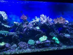 -御唐府海珊瑚主题餐厅