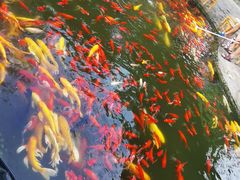 -成飞公园