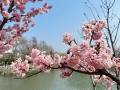 -玄武湖景区-情侣园游乐场