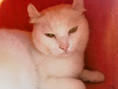 -有猫主题·治愈系猫咖(曾厝垵店)