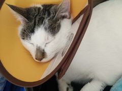 -瑞派宠物医院·24小时骨科·心脏·核磁(哈尔滨南岗店)