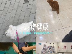 -美迦爱-动物医院·骨科·牙科·夜诊(朝阳路诊疗中心)