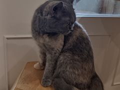 -楼上猫咖(罗湖店)
