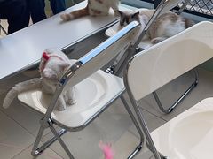 -怪兽屋·羊驼·猫咖·狗咖(俊华广场店)