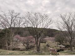 -无锡梅园公园