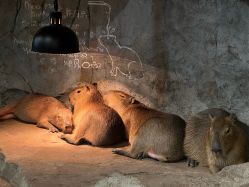 -Zoolung Zoolung动物主题公园(海信广场店)