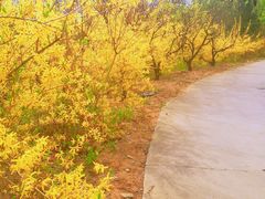 -鹫峰国家森林公园