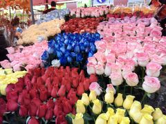-越秀西湖花市(广州城市广场花卉店)
