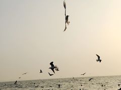-深圳湾公园(南山区)