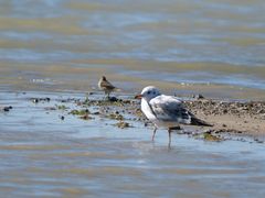 -野鸭湖国家湿地公园