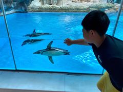 -帝企鹅自助餐厅•儿童岛•真企鹅(长隆企鹅酒店)