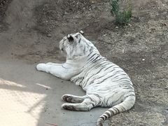 -石家庄市动物园