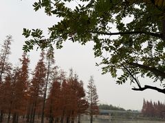 -白鹭湾湿地公园