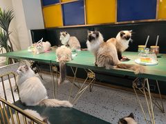 -喵喵咪呀布偶猫咖(春熙路店)