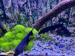 -上海海洋水族馆