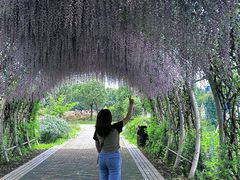 -同里国家湿地公园
