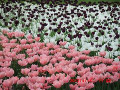 -上海鲜花港