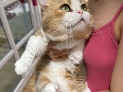 -青奢宠物·青奢猫舍