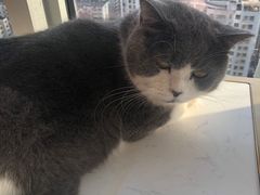 -Sweet cat·星愿猫咖(国贸大厦店)